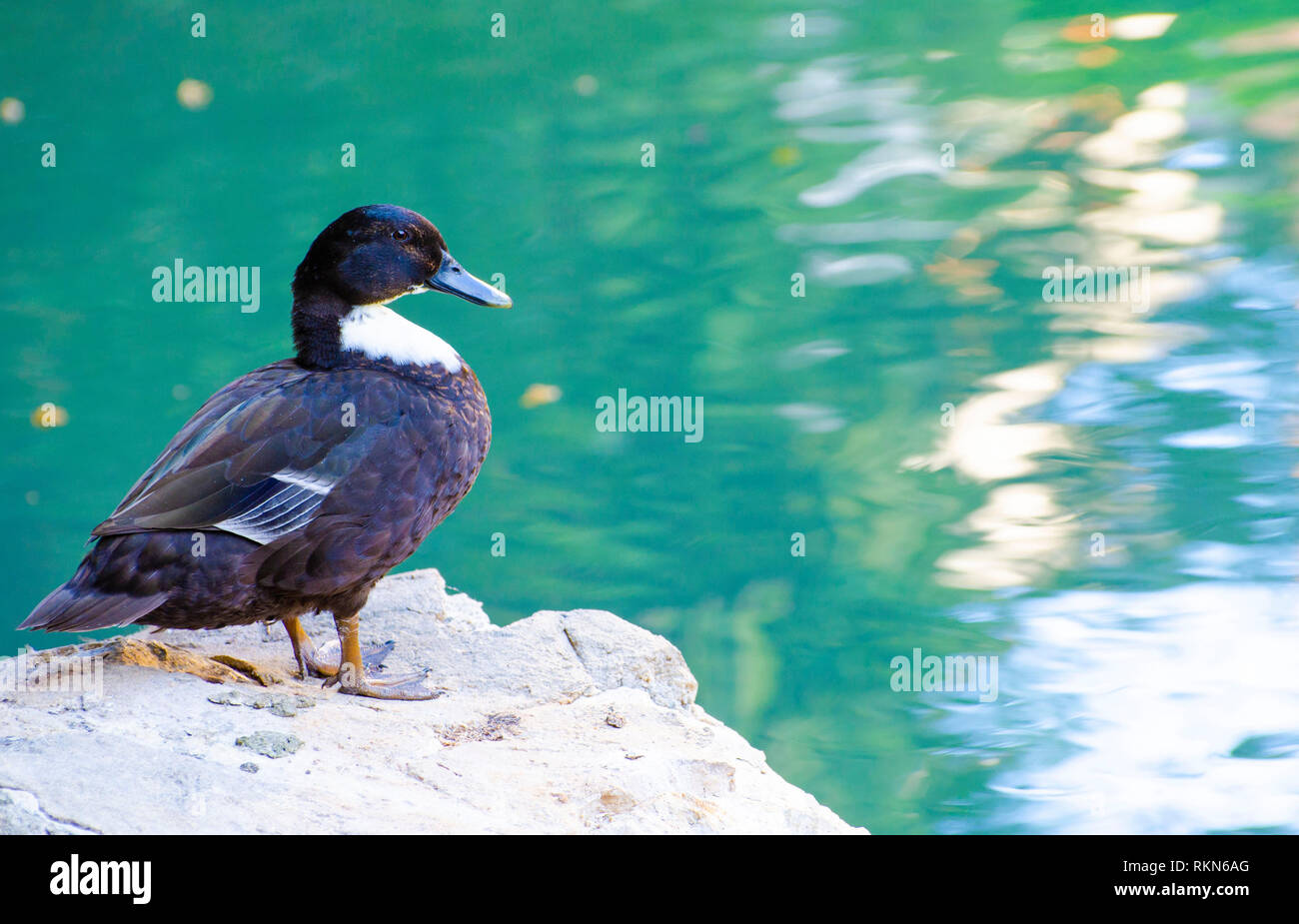 Enten am San Antonio River Walk Texas Stockfoto