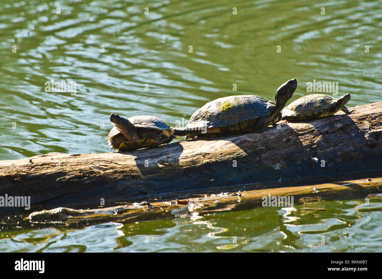 Schildkröten am Teich Stockfoto