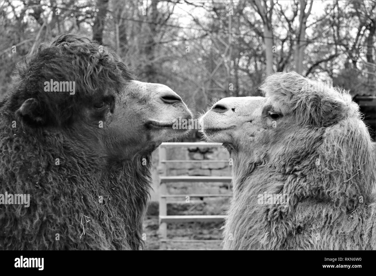 Paar Dromedar in der Liebe. Suchen in ihren Augen. Stockfoto