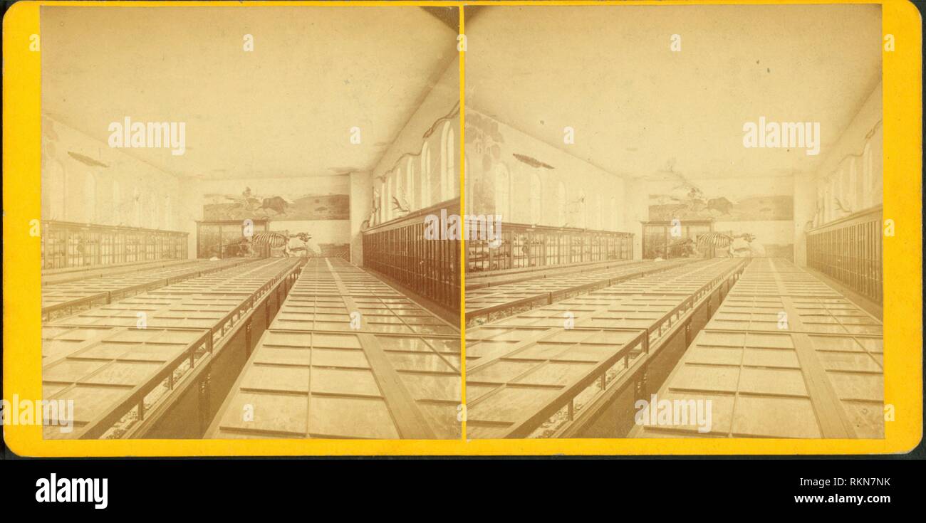 Appleton Cabinet, Interieur, Osten Ende. Weitere Titel: stereoskopische Ansichten in Amherst, Mass. Lovell, J. L. (John lyman) (1825-1903) (Fotograf). Stockfoto