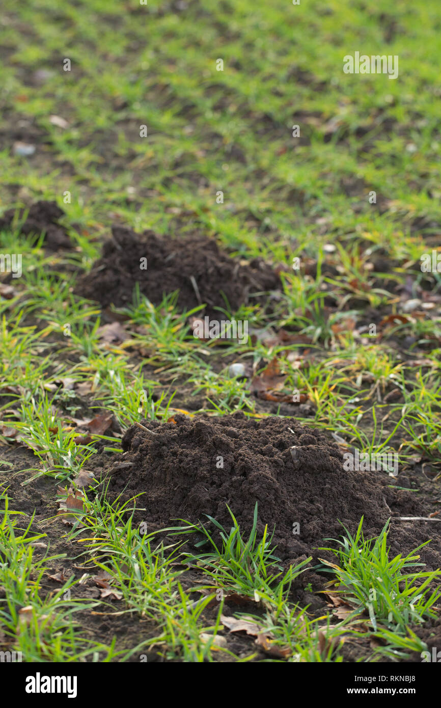 ​Mole Hügel. (Talpa europaea). Verwöhnen Boden auf ein Müsli, landwirtschaftlicher Bereich Oberfläche, die Schaffung einer Reihe von Hügeln, die jeweils durch eine Mole trat unterirdischen Tunnel gegraben. Unterbrechung sprießen Weizen Sämlinge. Stockfoto