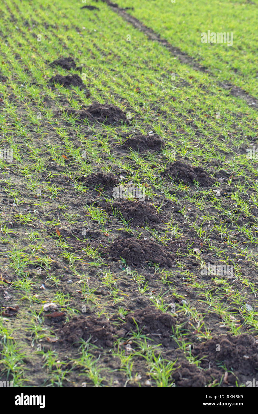 Maulwurf (Talpa europaea). Berge oder Hügel, durch ein einziges Tier erstellt, über einem getreideanbau landwirtschaftlicher Bereich. Ingham. East Anglia. Norfolk. Großbritannien. ​ Stockfoto