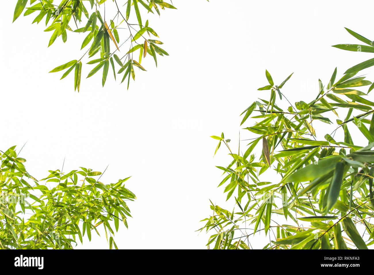 Blatt Muster Blätter Bambus oder abstrakt Hintergrund. Grüne Energie und Welt für Wasser Tag oder National Forest Conservation Tag. Stockfoto