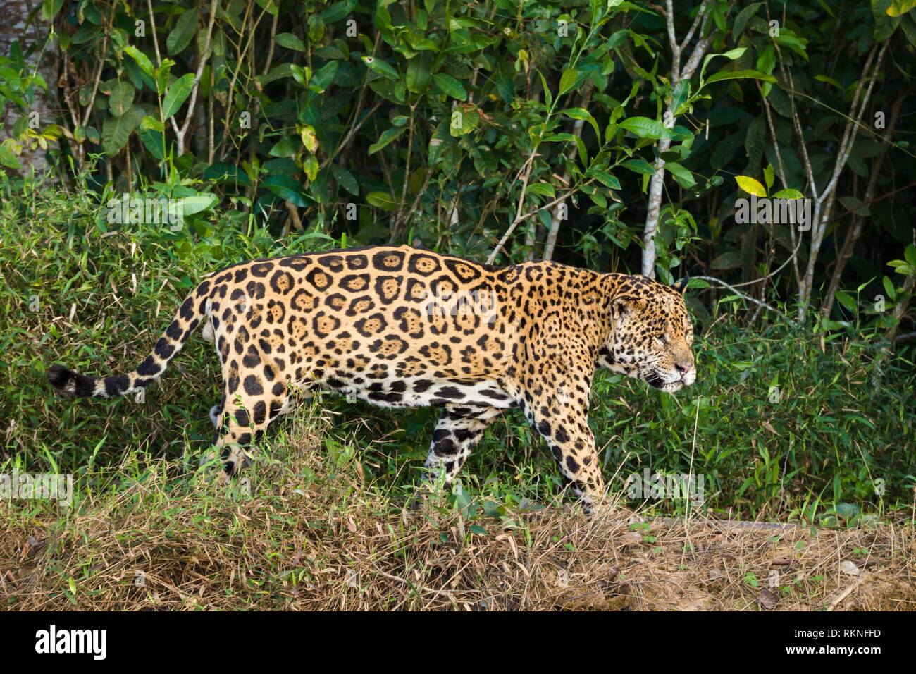 Nach Jaguar (Panthera onca) Wandern am Rande eines Flusses, Pantanal, Mato Grosso, Brasilien. Stockfoto