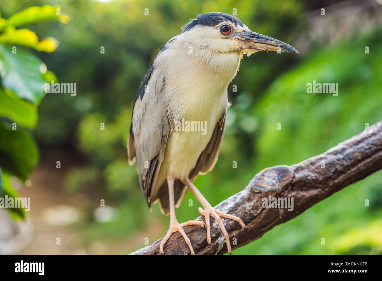 Schwarz gekrönt Night Heron quaken Malaysia, Kuala Lumpur Stockfoto