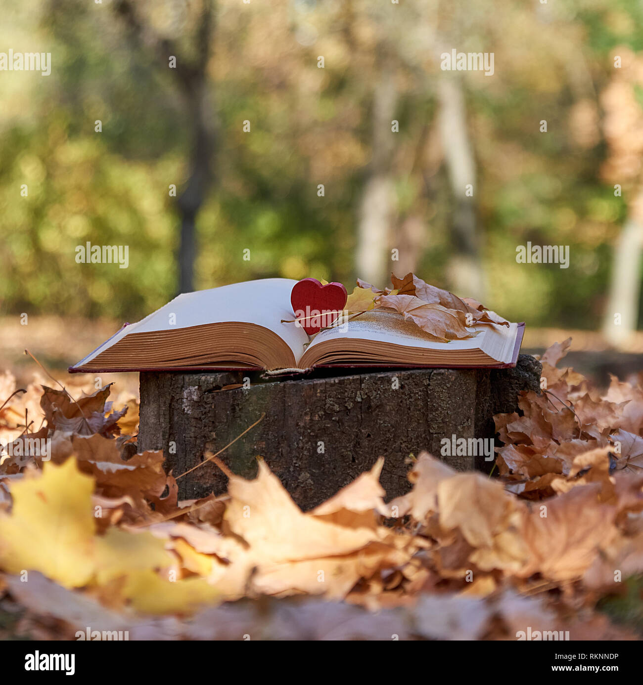 Offenes Buch auf einem Baumstumpf in der Mitte eines Herbst park mit trockenen gelben Ahornblätter Stockfoto