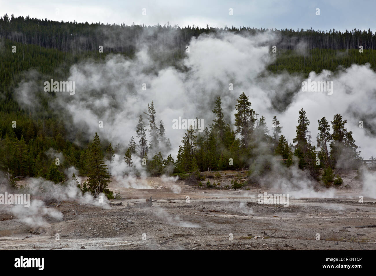 WY 03433-00 ... WYOMING - Dampf aus heißen Quellen in Norris Geyser Basin im Yellowstone National Park. Stockfoto