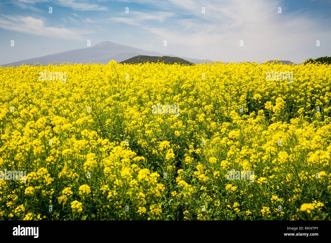 Gelb blühenden Rapsfeld auf Jeju Island, South Korea, Asien. Stockfoto