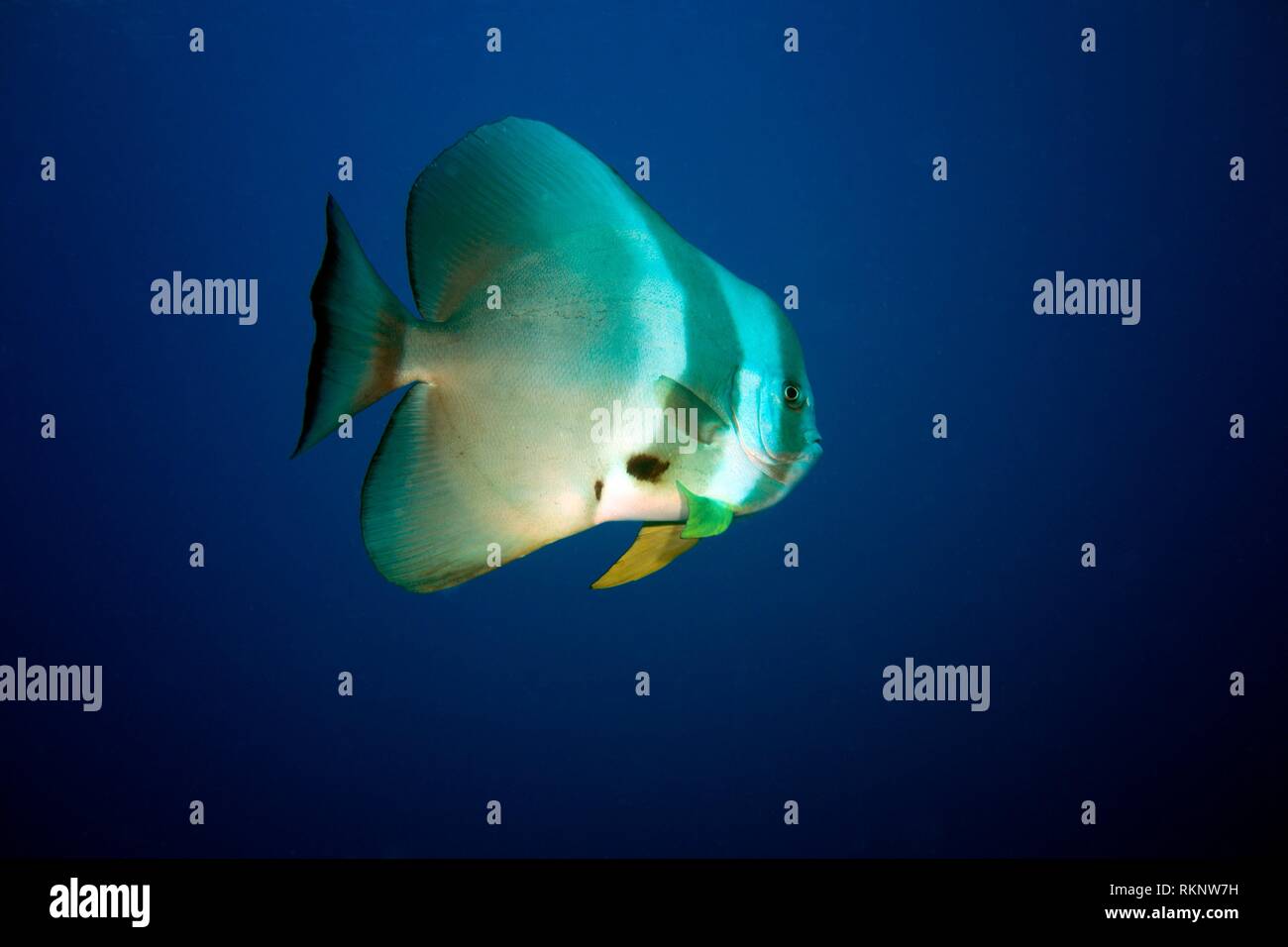 Groß-fin Fledermausfischen (Platax teira) Schwimmen in den Farben blau, Indischer Ozean, Malediven, Südasien. Stockfoto