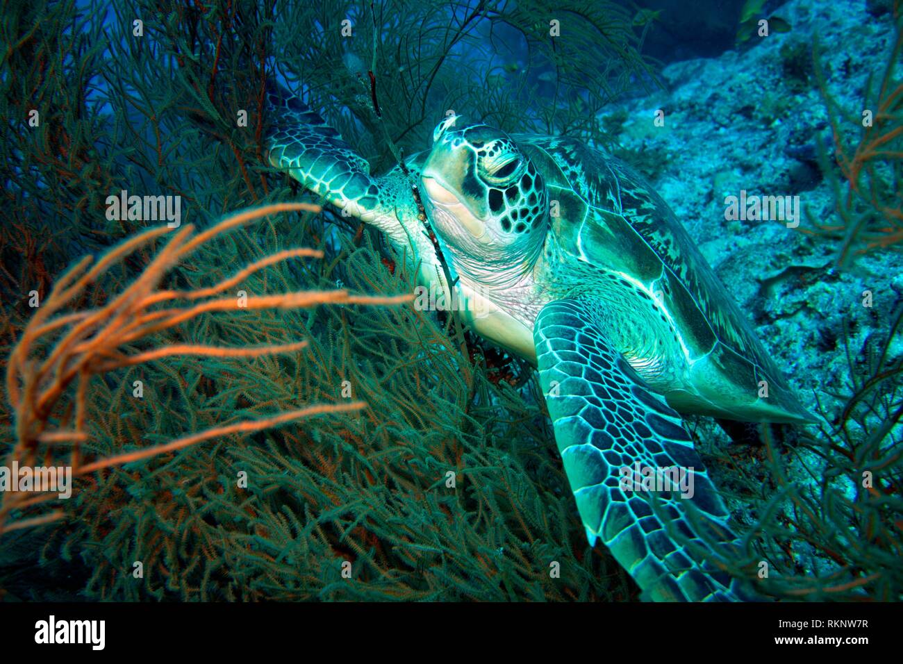 Grüne Schildkröte (Chemonyia mydas) entagled in Korallen, Indischer Ozean, Malediven, Südasien. Stockfoto