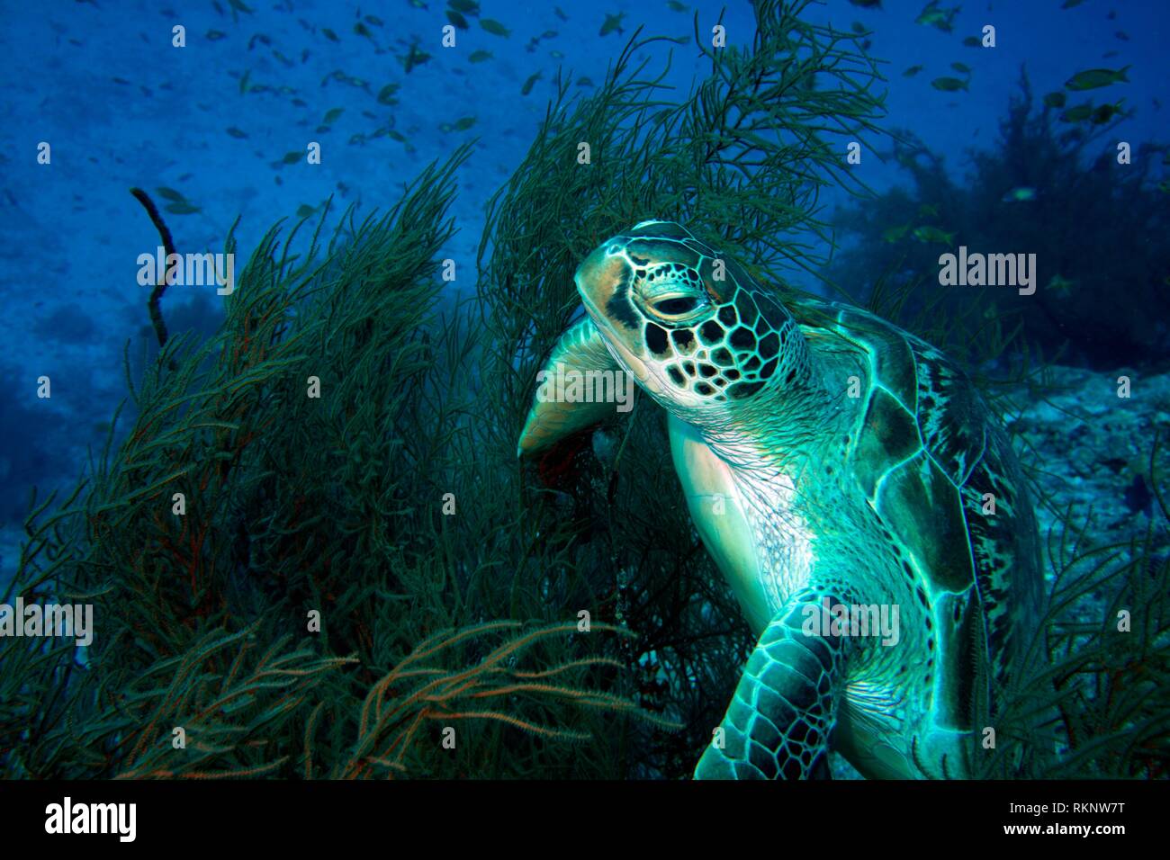 Grüne Schildkröte (Chemonyia mydas) entagled in Korallen, Indischer Ozean, Malediven, Südasien. Stockfoto