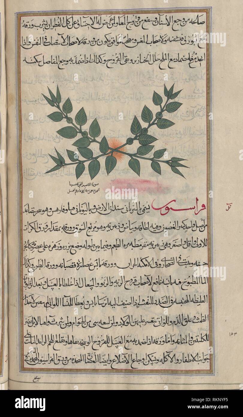 Melisse Melissa Officinalis L Iya Oder Mihlissufullun Fol 158 V A Unayn Ibn Isa Aq Al E Ibada 809 873 Ubersetzer Mansur Mihran Ibn Ibn Stockfotografie Alamy