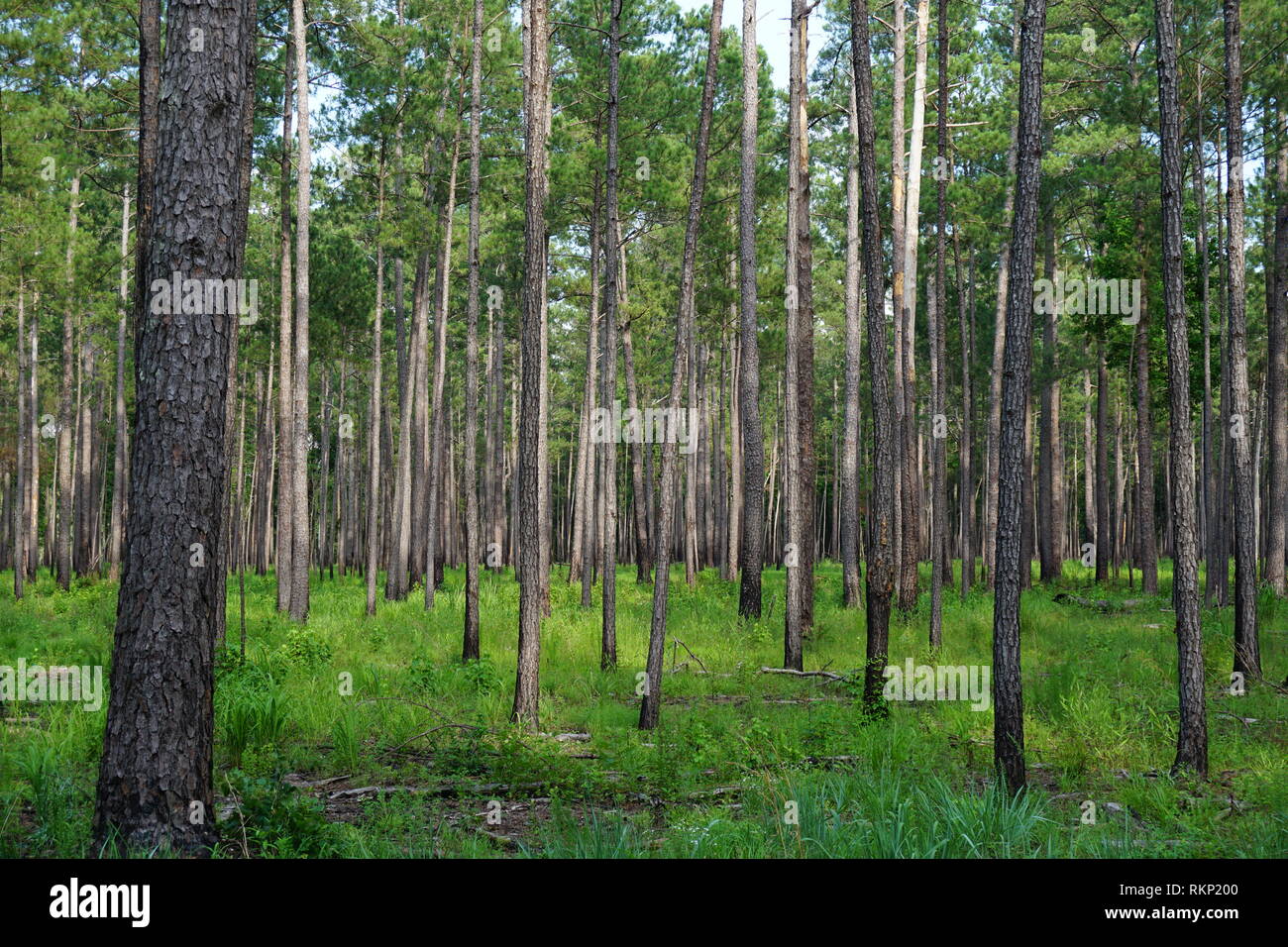 Unberührter Wald, Congaree Nationalpark Stockfoto