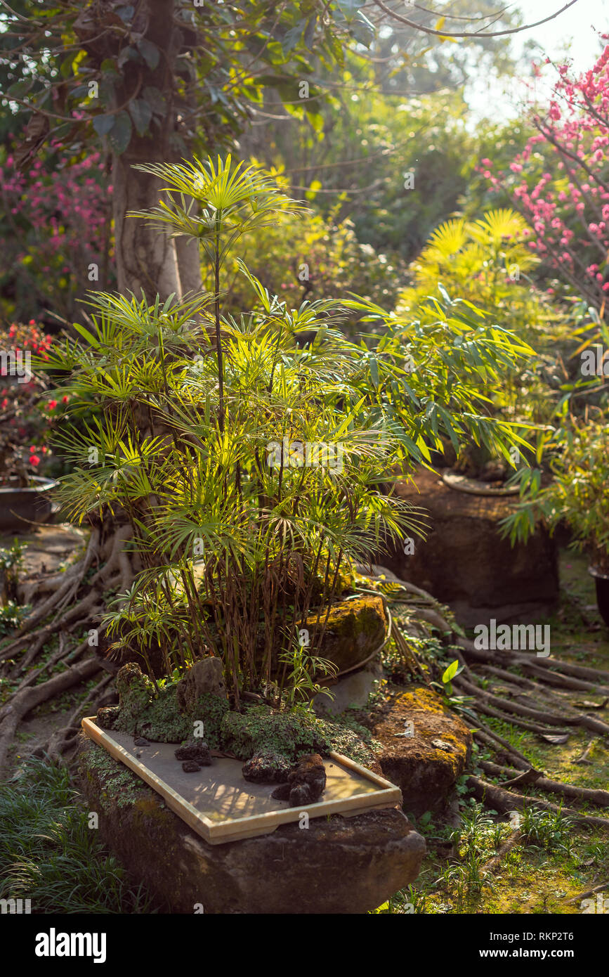 Eukalyptus Bonsai in einem Park in Chengdu, Provinz Sichuan, China Stockfoto