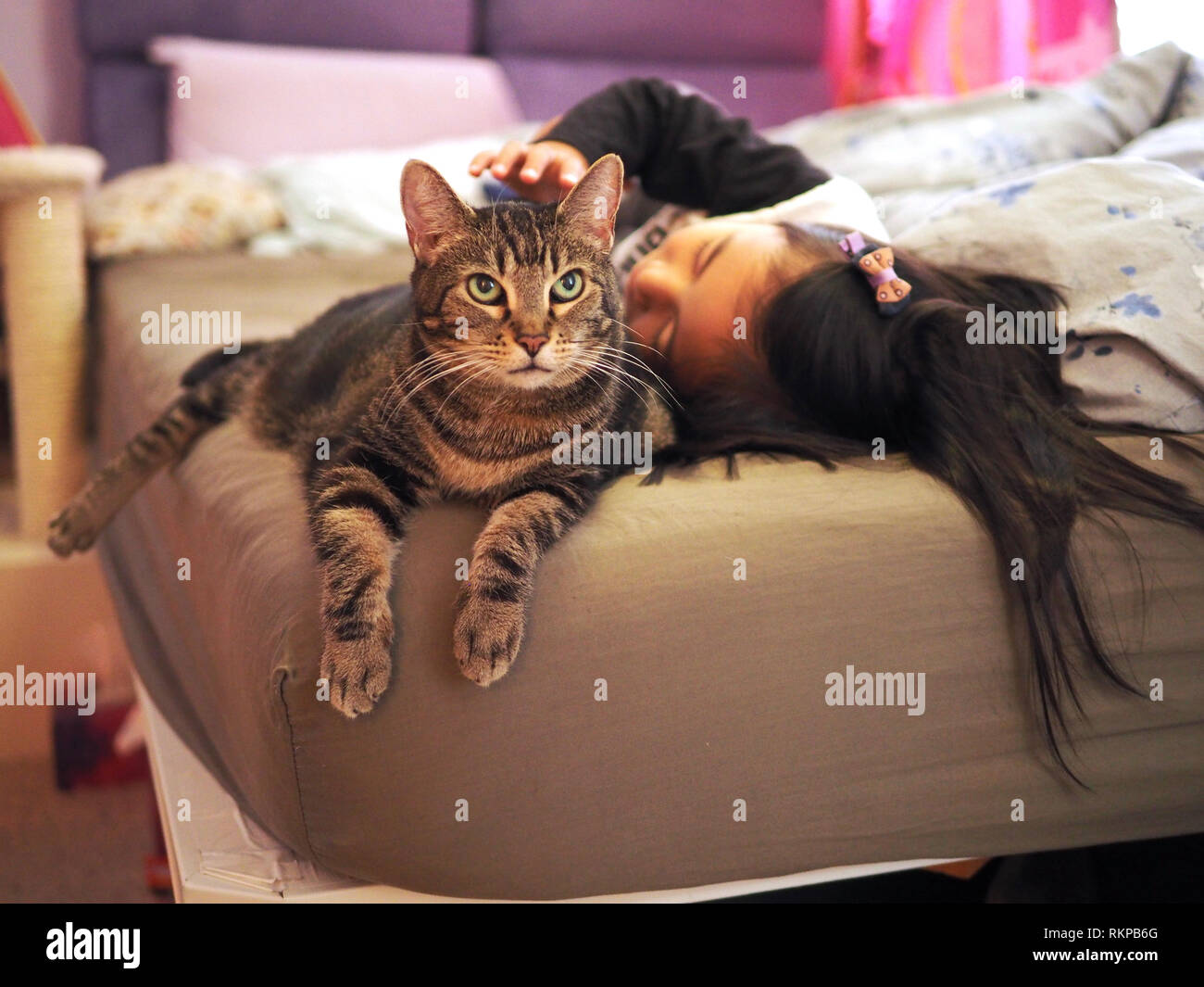 Mintie die Katze chillen mit den Zicklein auf menschlichen Bed Stockfoto