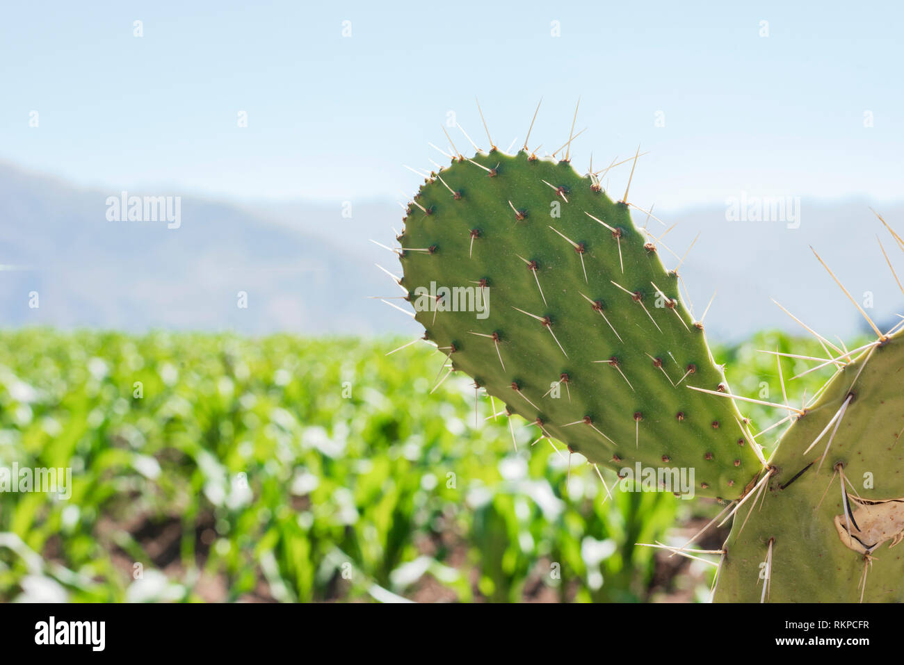 Helle tagsüber Landschaft mit Schwerpunkt ot Kaktus Pflanze Nadeln Stockfoto