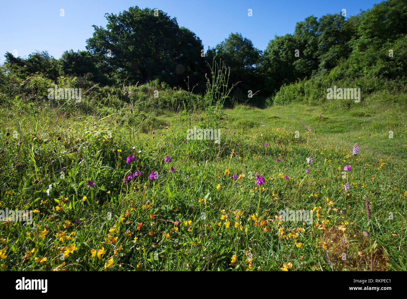Wilde Blumen auf Broughton, Hampshire, Isle of Wight Wildlife Trust finden in der Nähe von Broughton Hampshire England UK Juni 2016 Stockfoto