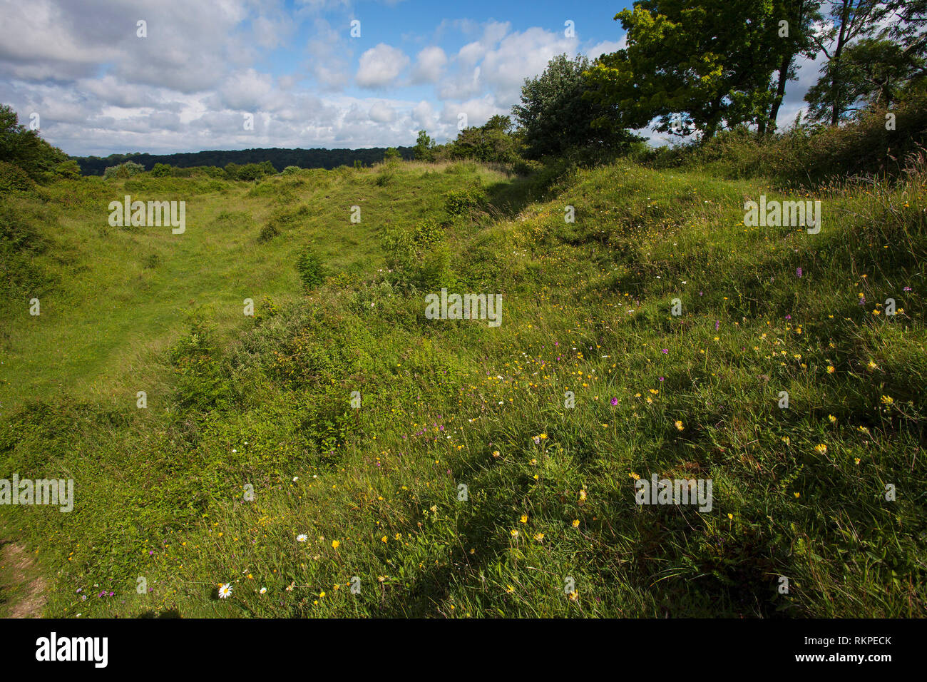 Wilde Blumen auf Broughton, Hampshire, Isle of Wight Wildlife Trust finden in der Nähe von Broughton Hampshire England UK Juni 2016 Stockfoto