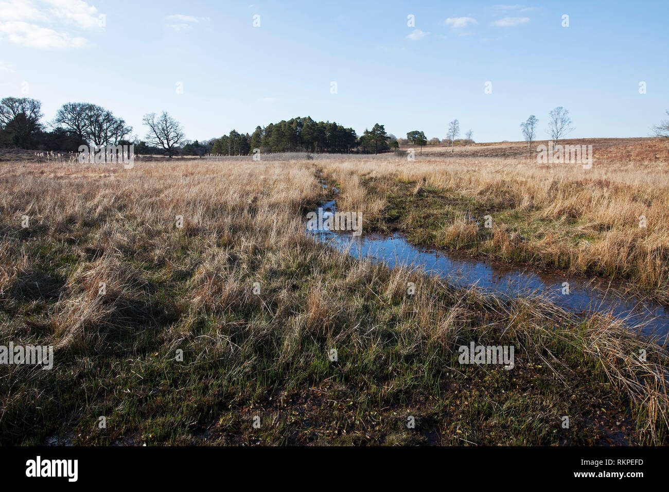 Sumpfigen Gebiet und Stream in Backley unten New Forest National Park Hampshire England UK April 2016 Stockfoto