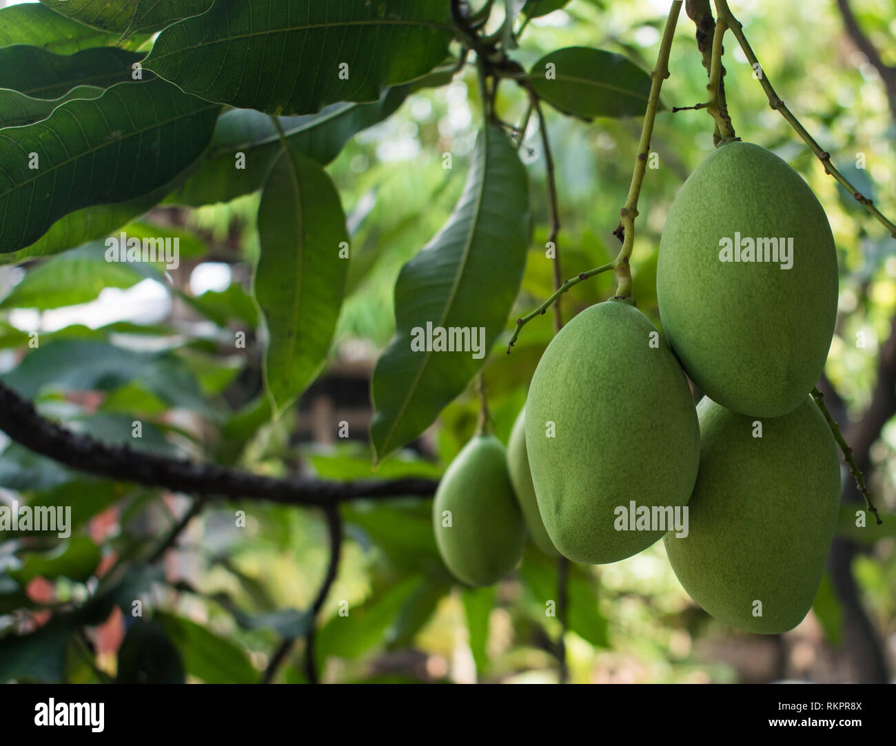 Mangos sind bereit, abgeholt zu werden, Stockfoto