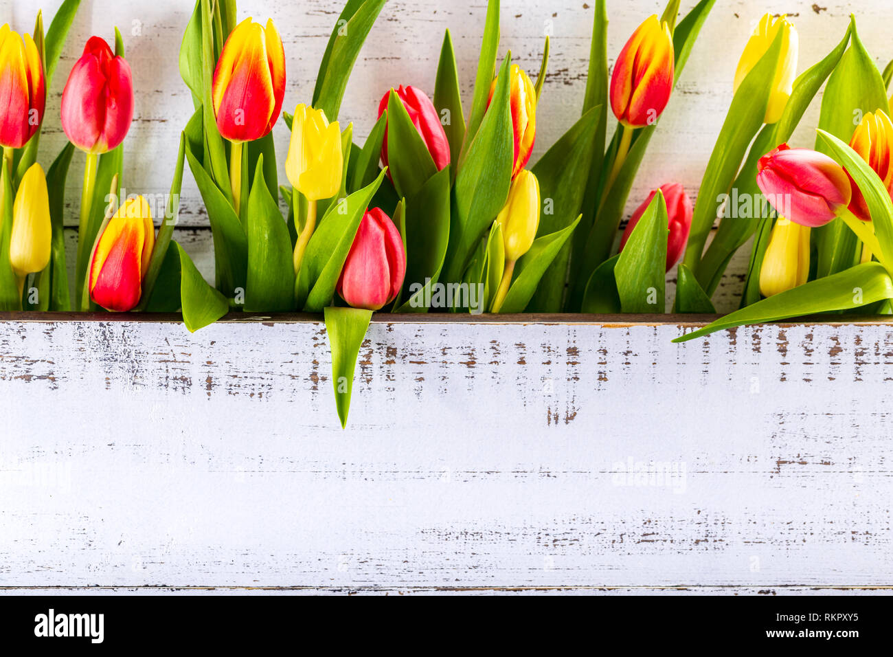 Feder farbigen Tulpen zwischen Weiß rustikal-Mainboards mit Kopie Raum angeordnet. Stockfoto