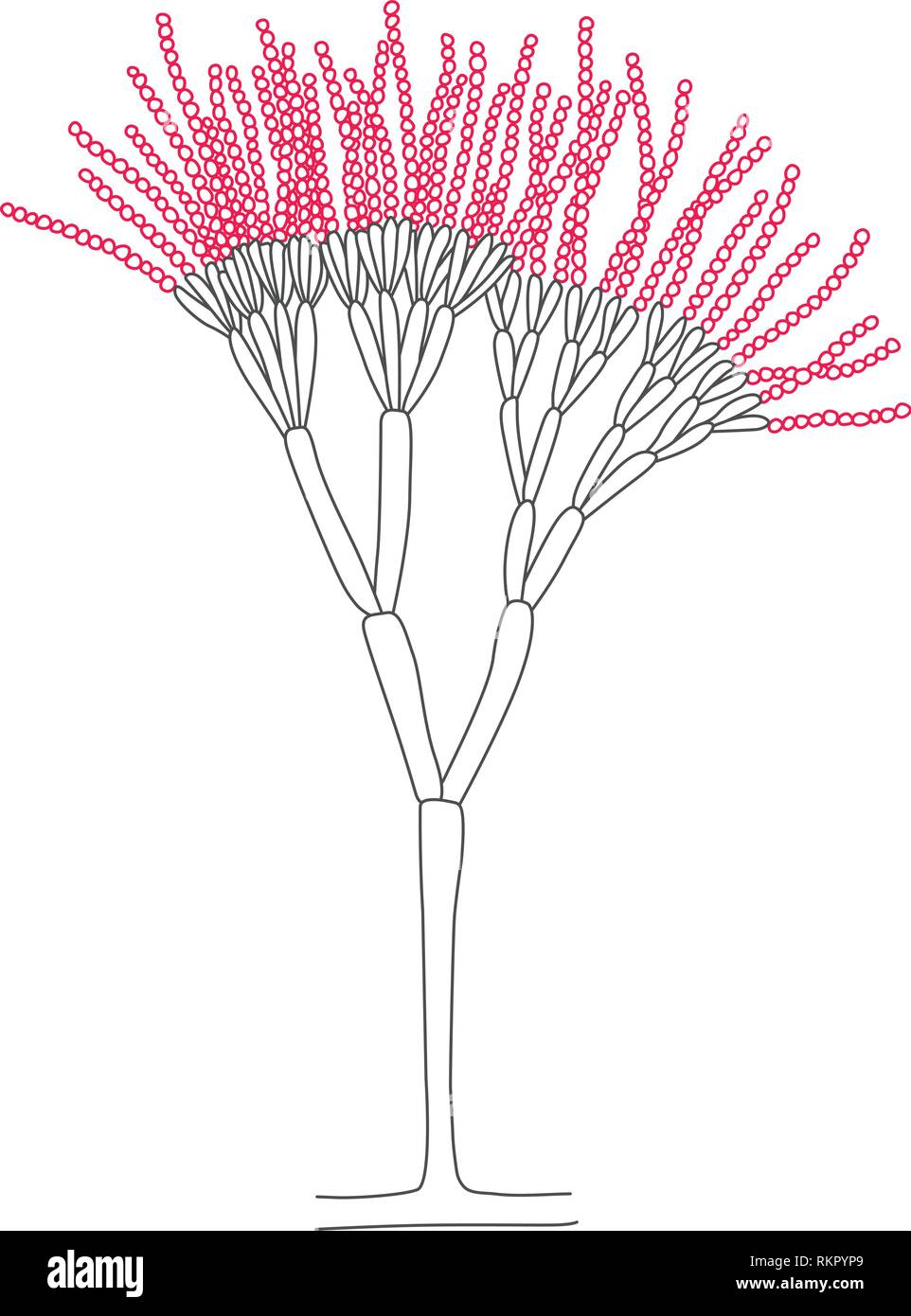 Isolierte Penicillium Strichzeichnung. Grau und Rot natürliche Struktur Stock Vektor