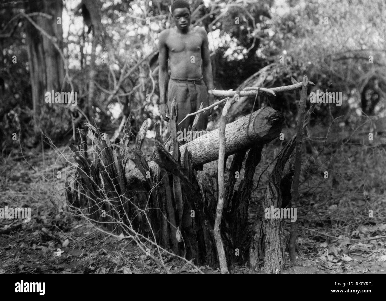 Trap Leoparden, belgisch Kongo, Afrika 1927 1930 Stockfoto