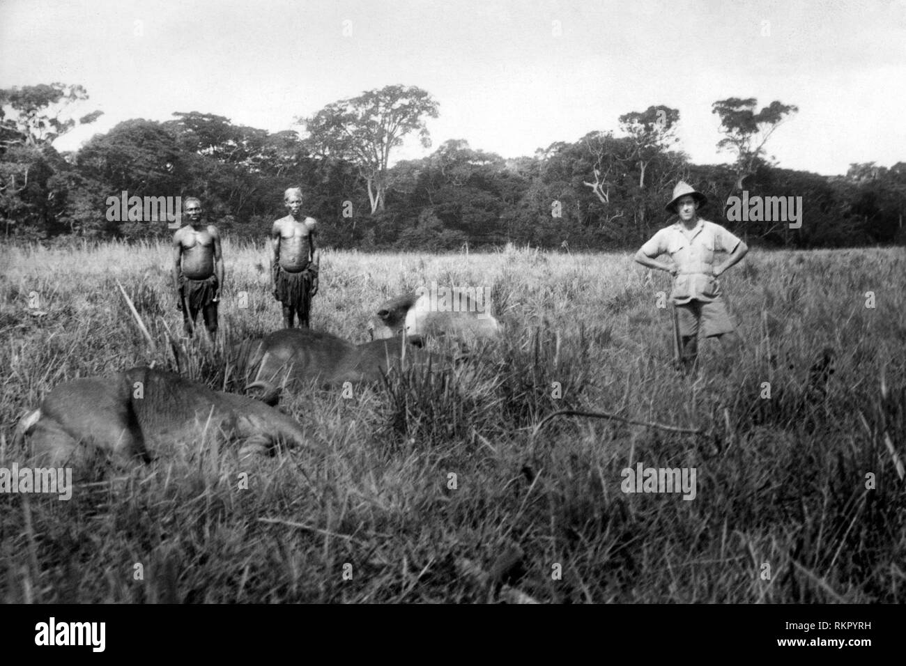 Büffel geschlachtet, belgisch Kongo, Afrika 1927 1930 Stockfoto