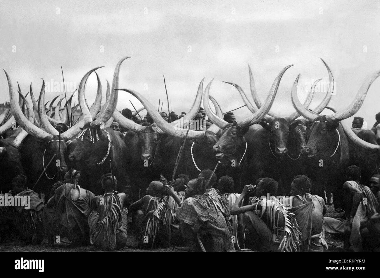 Viehzucht, Ruanda-Urundi, belgisch Kongo, Afrika 1920 1930 Stockfoto