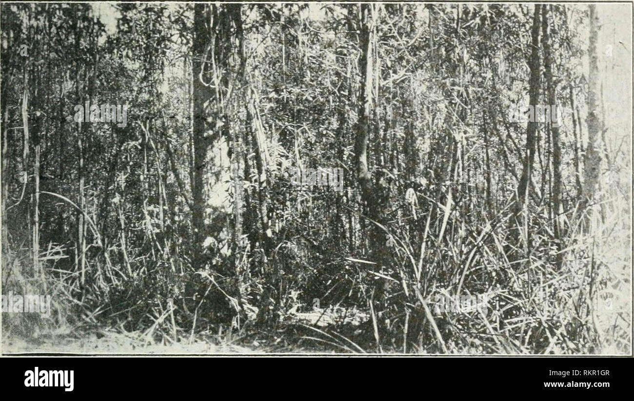 Das Land der Leier Vogel; eine Geschichte der frühen Besiedlung in den großen Wald von South Gippsland. Eine Beschreibung der Großen Scrub in ihrer jungfräulichen Zustand mit der Vögel und Tiere, und von den Abenteuern und Härte der frühen Entdecker und Prospektoren;Konten auch durch die Siedler des Clearing, Abwicklung, und die Entwicklung des Landes Stockfoto