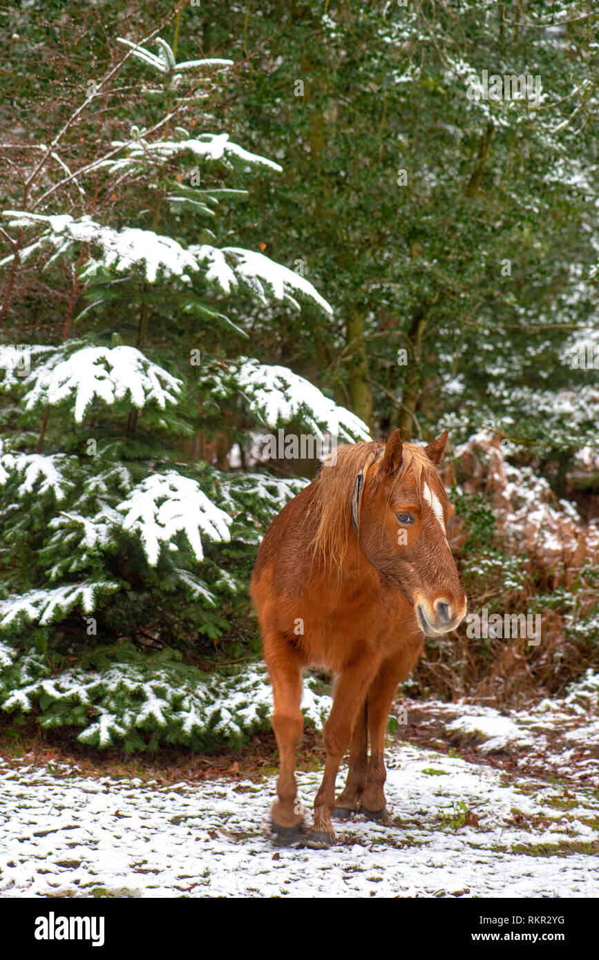 Nahaufnahme der New Forest Ponys weiden auf Holly und Adlerfarn im Schnee, in den Wäldern des New Forest National Park, Hampshire, England, Großbritannien Stockfoto