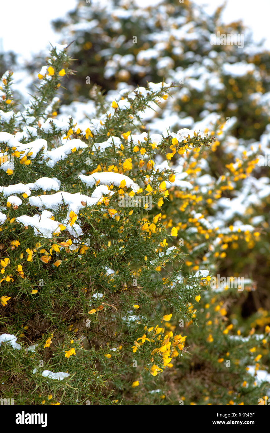 Nahaufnahme der Stechginster ein gelb-blühenden Strauch der pea-Familie, die Blätter sind modifizierte Stacheln zu bilden, im Schnee Stockfoto