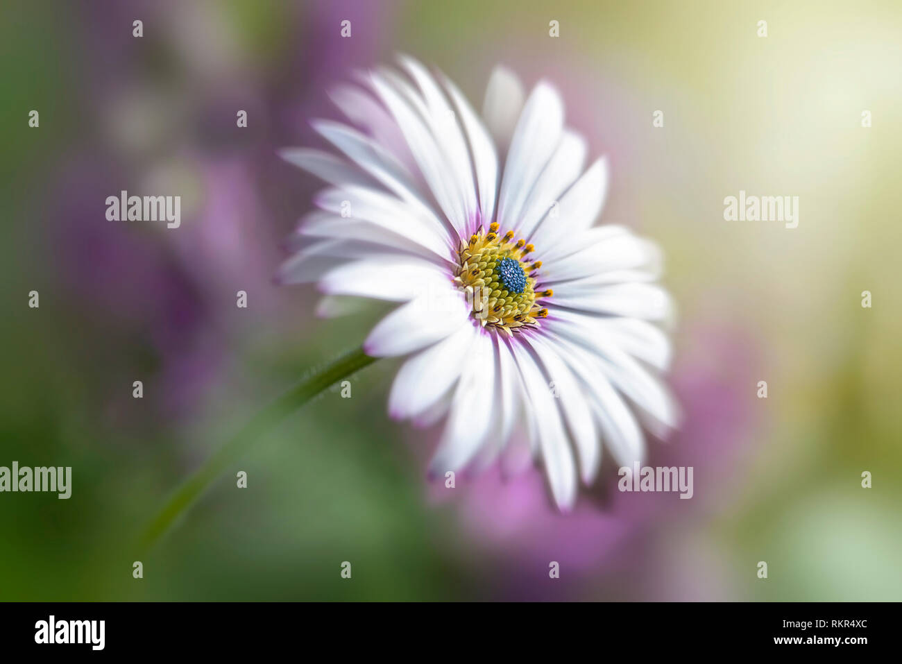 Nahaufnahme der schönen Osteospermum barberiae auch als Cape Daisy, ein Sommer blühende mehrjährige Pflanze bekannt Stockfoto