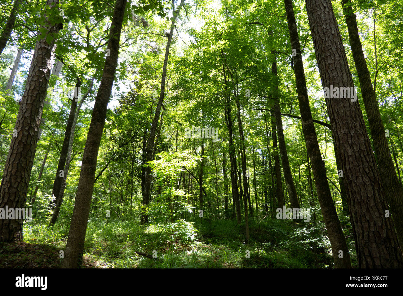 Dichten Wald mit Bäumen in der Nähe von Rocky Federn (Claiborne County) auf den Natchez Trace Parkway in Mississippi, USA Stockfoto