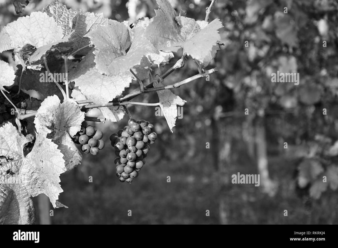 Die Trauben reifen Trauben am Weinstock hängen wie ein Schwarzweiß-Bild Stockfoto