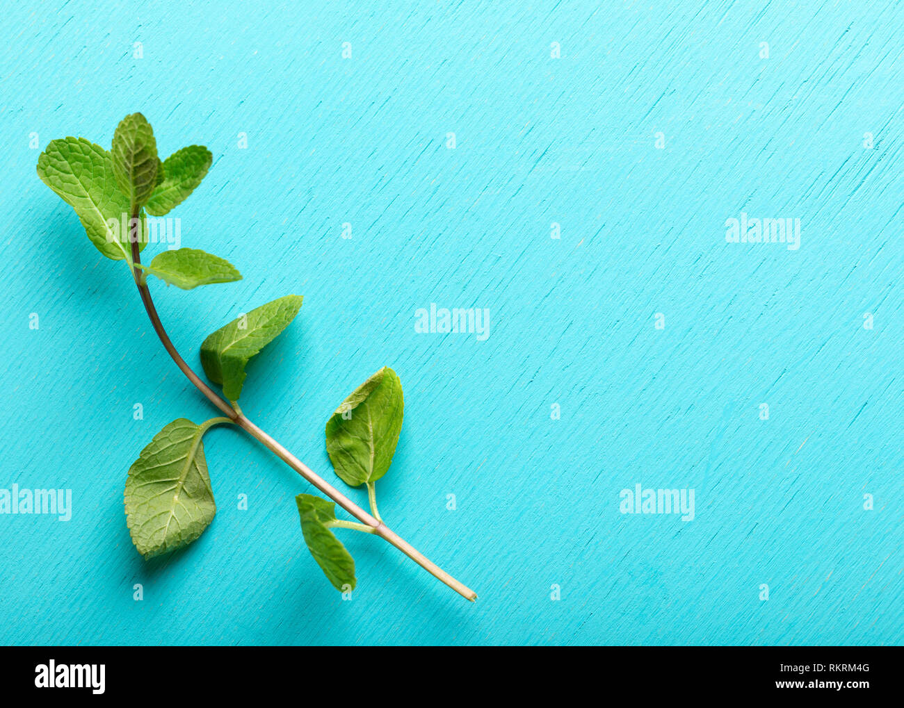 Blick von oben auf einen grünen Zweig Minze auf Türkisfarbenem Hintergrund. Stockfoto