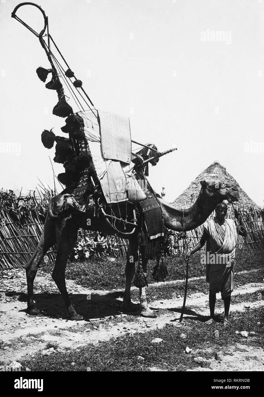 Afrika, Eritrea, verziert Kamel trägt die Braut in der Haube verborgen, 1920 Stockfoto