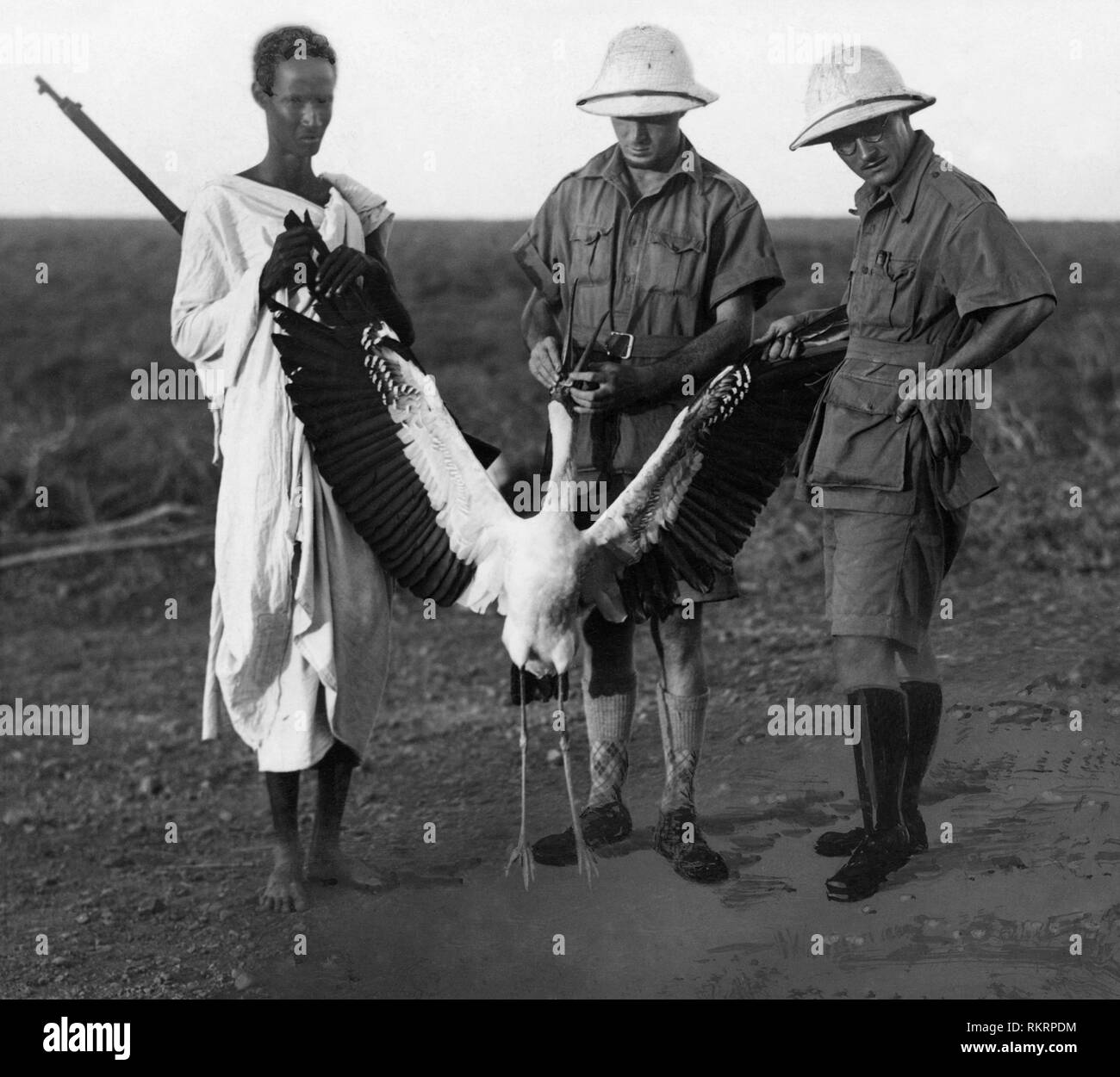 Wader, El gorum, Somalia, Afrika 1930-40 Stockfoto