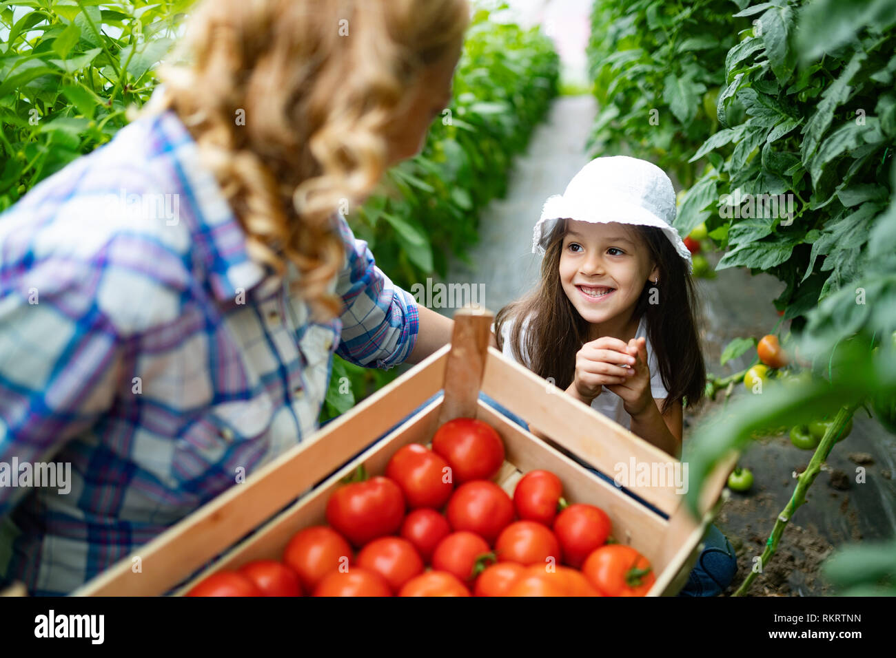 Familie wachsende Bio Gemüse mit Kindern und Familie auf der Farm Stockfoto