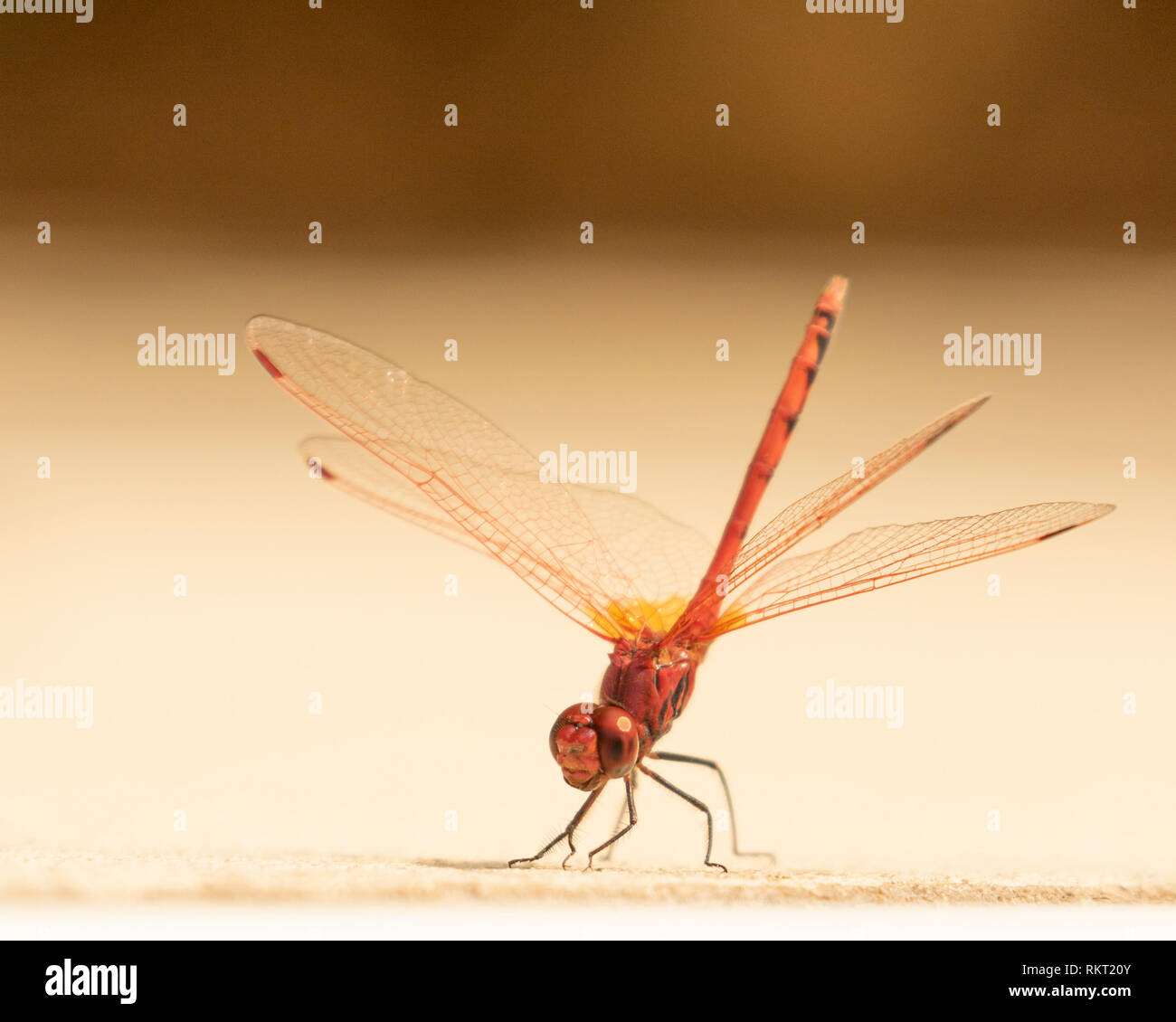 Rote Libelle, Trithemis annulata isoliert von einem einfachen farbigen Hintergrund Stockfoto