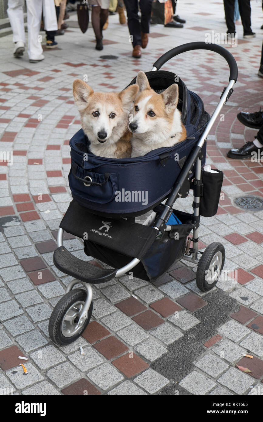 Japan, Tokio: zwei Hunde in einem Kinderwagen in Shibuya Bezirk *** Local  Caption *** Stockfotografie - Alamy