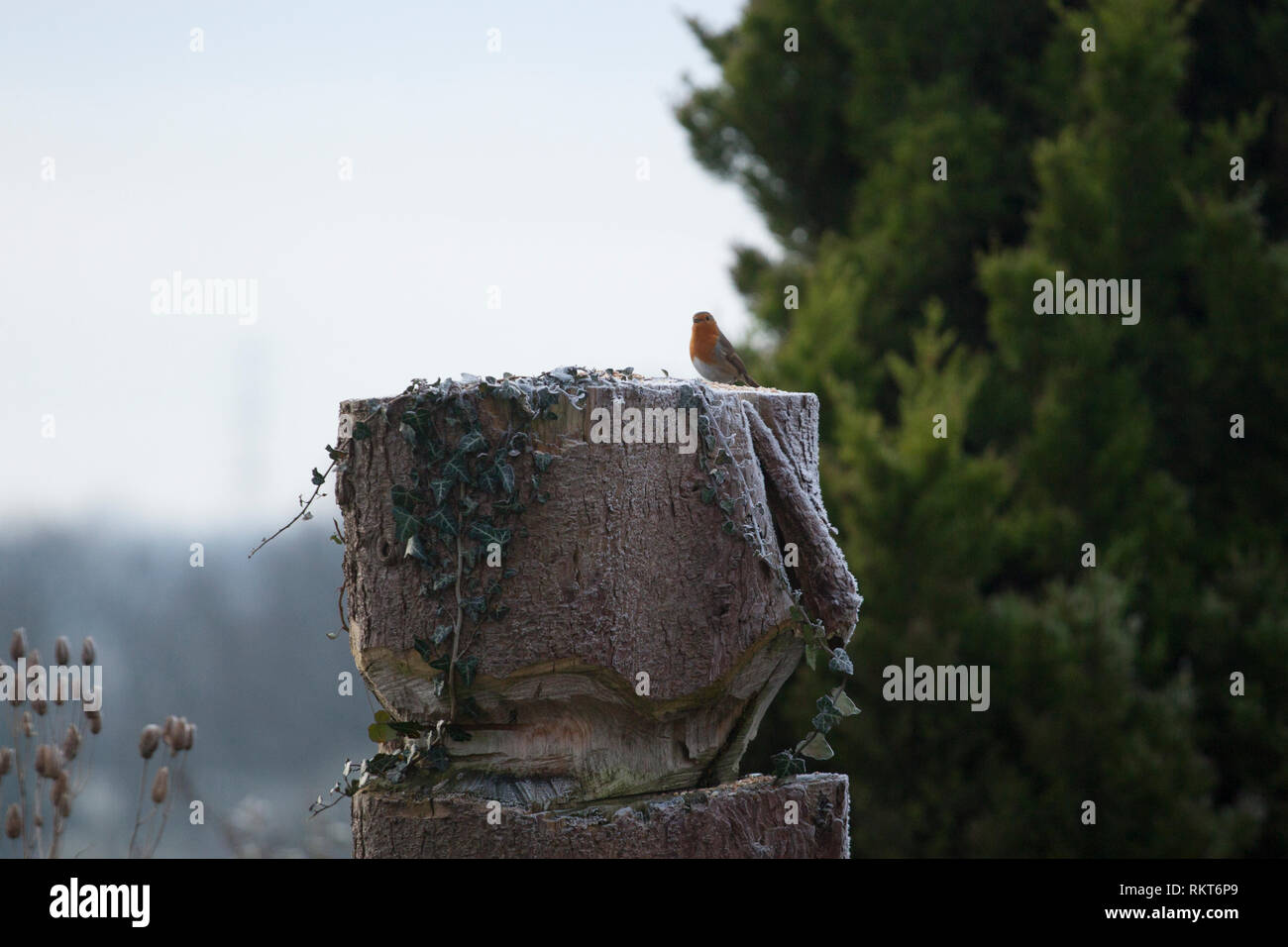Robin, saß oben auf der einen abgetrennten Baum in einem Garten in England Stockfoto