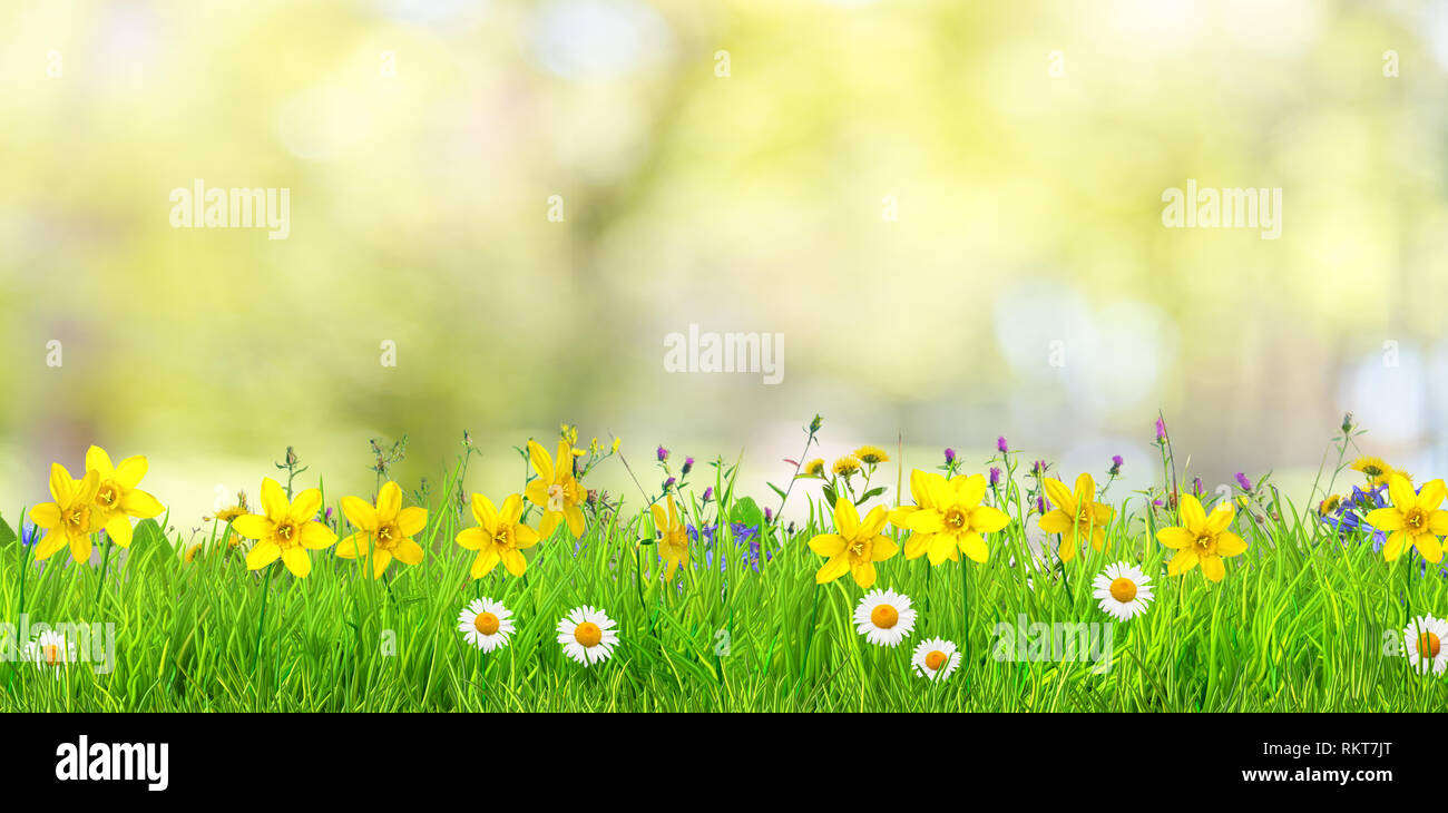Frühling Blumen und Grünes Gras Hintergrund Stockfoto
