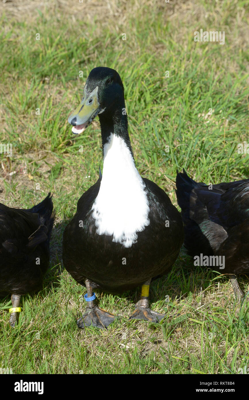 Duclair duck Farming im Regionalen Naturpark "Parc Naturel Regional des Boucles de la Seine Normande", in Notre-Dame-de-Bliquetuit (Normandie, noch Stockfoto