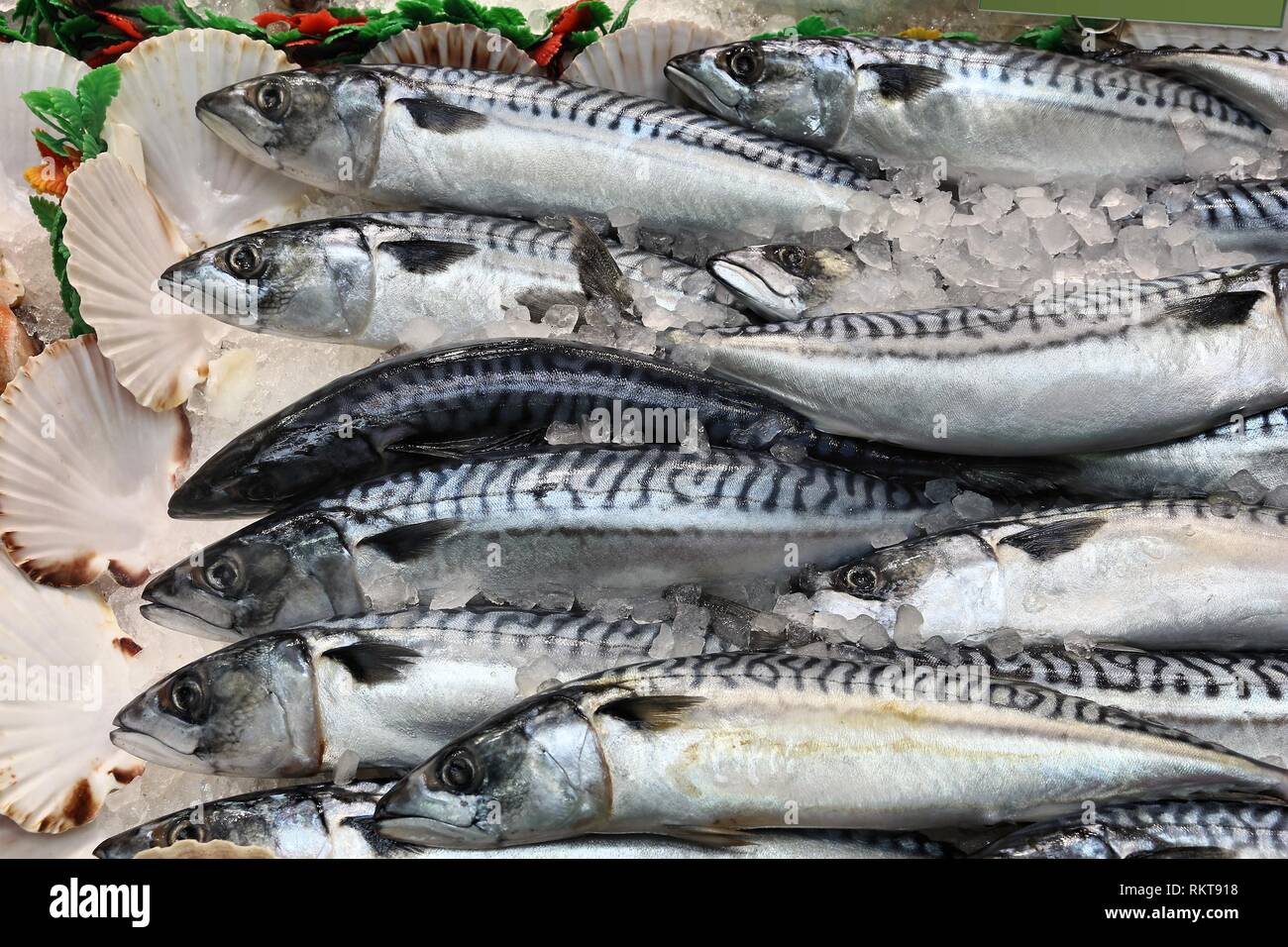 Makrele - Meeresfrüchte Einkaufen an einem Markt in Leeds, UK. Stockfoto
