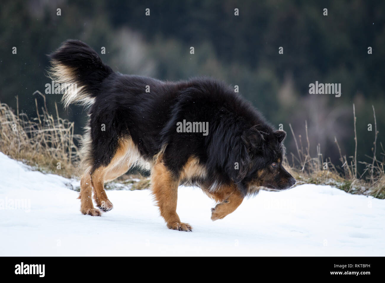 Alte deutsche Schäferhund Trab im Schnee Stockfoto