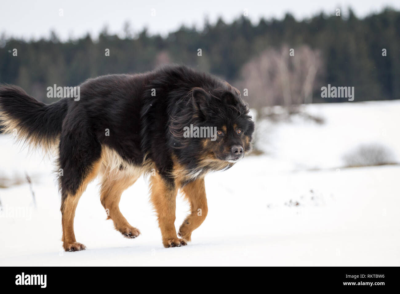 Alte deutsche Schäferhund Trab im Schnee Stockfoto