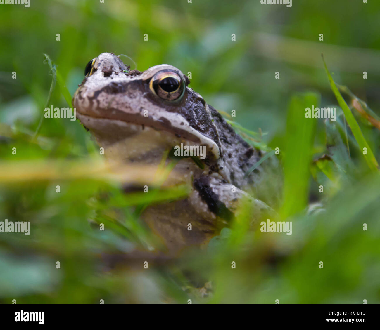 Posing Frosch Stockfoto