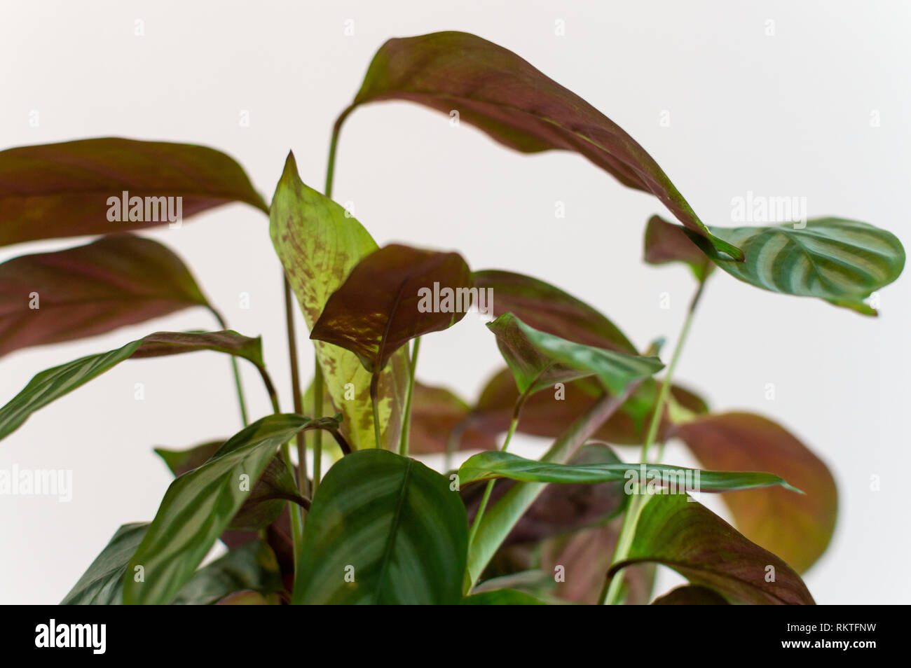 Pfau Anlage gegen weiße Wand Stockfoto