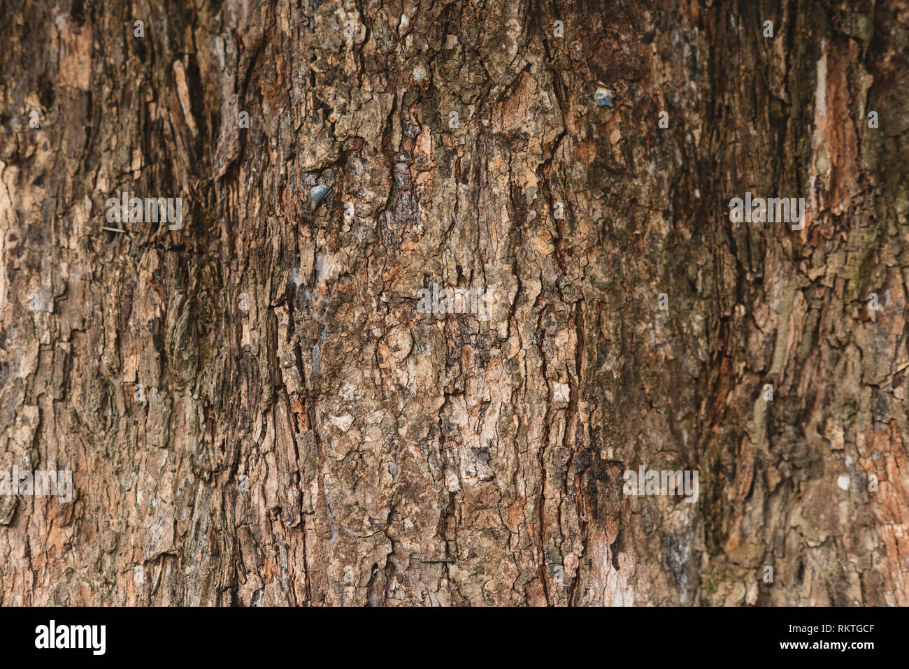 Full Frame Bild eines alten und uralten Baum Rinde für Hintergrund. horizontale Ausrichtung Stockfoto